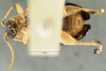 Media type: image; Entomology 18768   Aspect: habitus ventral view